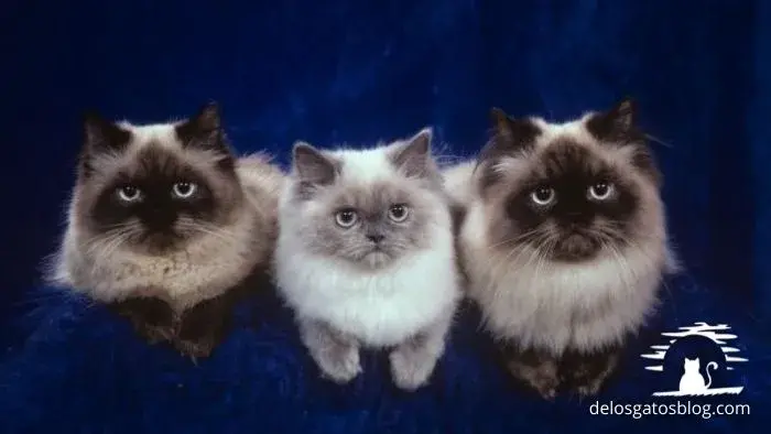 camada de gatitos himalayos