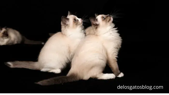 2 gatos Ragdoll mirando parriba