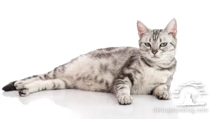 el gato american shorthair puede adquirir el gusto por el agua