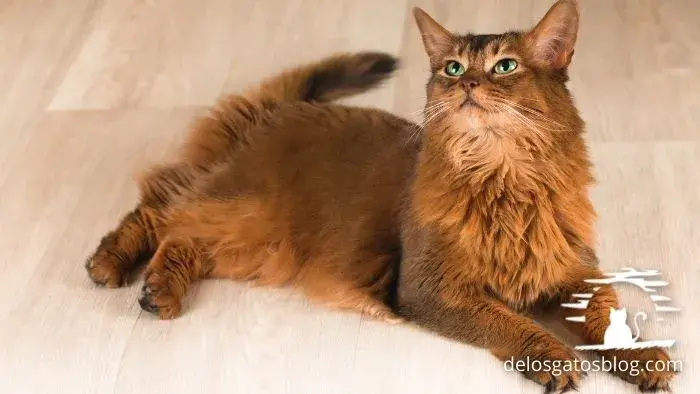 el gato somalí se mantiene cerca de su dueño