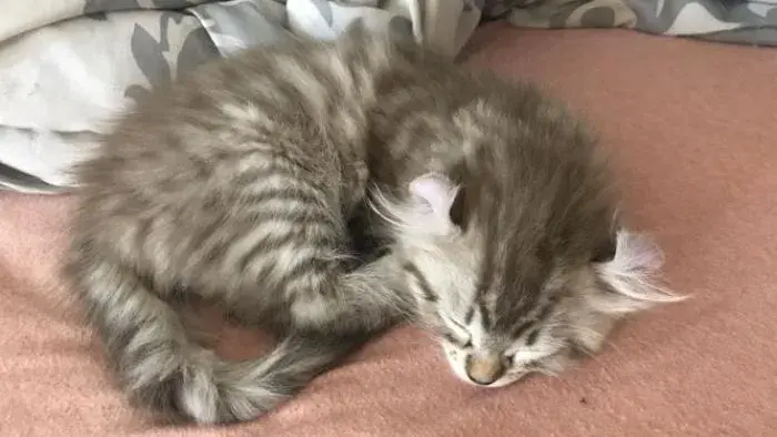 gatito Jungle Curl durmiendo la siesta