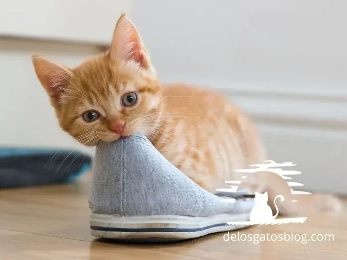 gatito dispuesto a orinar sobre un zapato