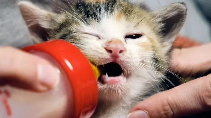 gatito tomando fórmula casera de leche y huevos