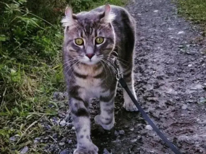 gato Highlander caminando con correa y patas polidactiles