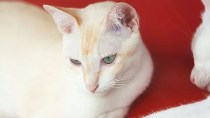 gato Siamés blanco con ojos azules