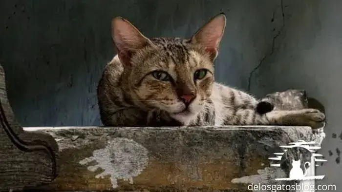 gato Sokoke mirándote desde una piedra