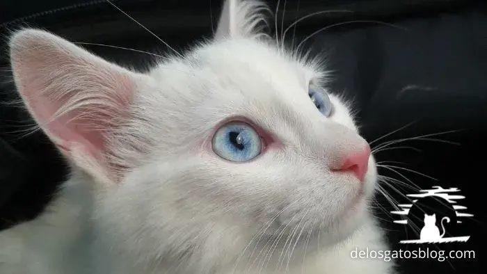 gato angora turco esponjoso y ojos azules