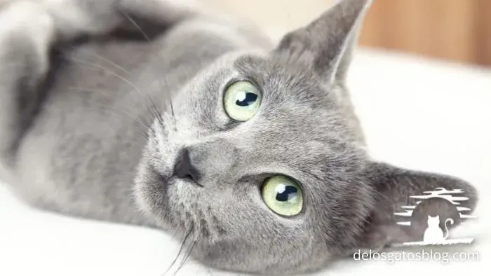 gato azul ruso pero más gris