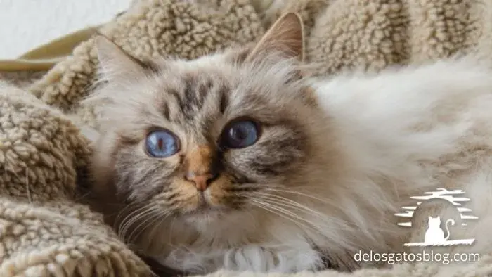 gato birmano un esponjoso de ojos azules