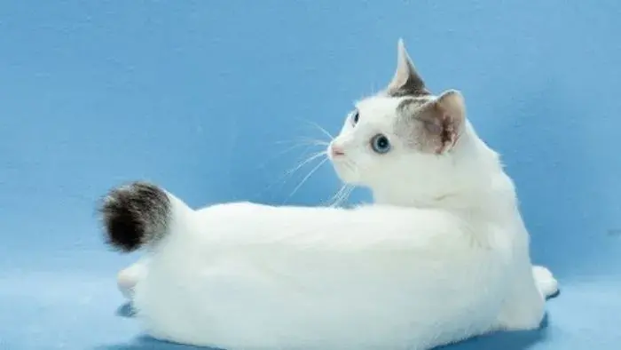 gato blanco Bobtail japonés