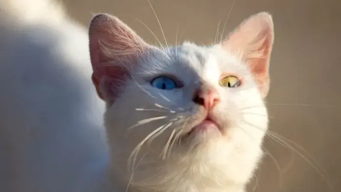 gato blanco Khao Manee con ojos de diferente color