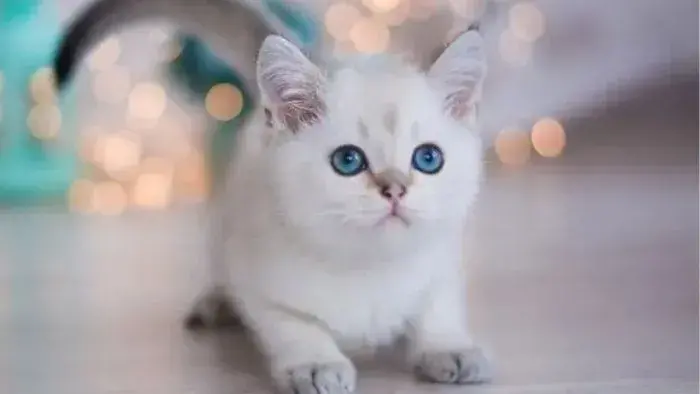 gato blanco Munchkin