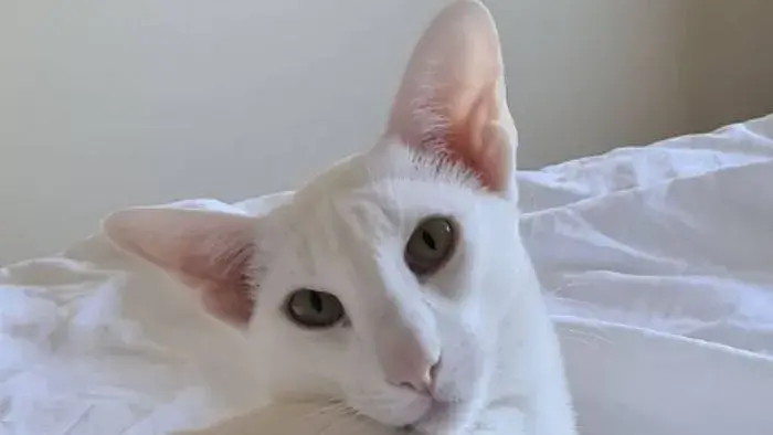 gato blanco Oriental de pelo corto