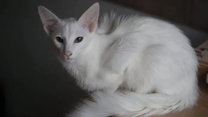 gato blanco balinés
