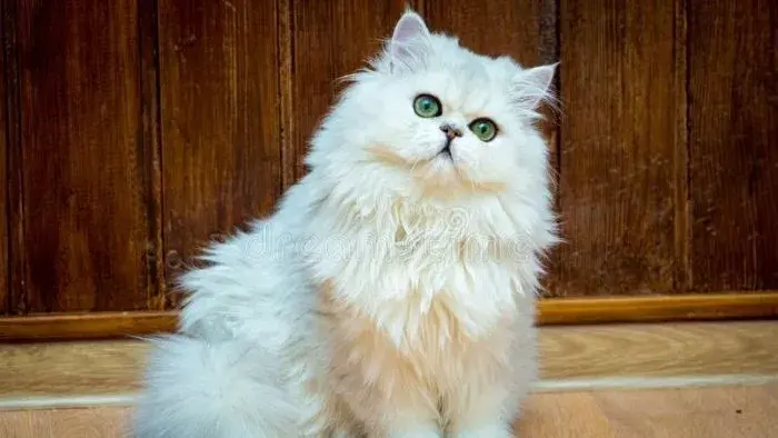 gato blanco británico de pelo largo