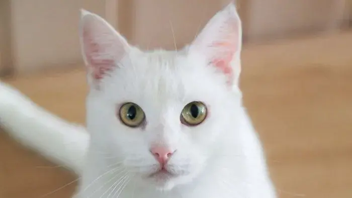 gato blanco europeo de pelo corto