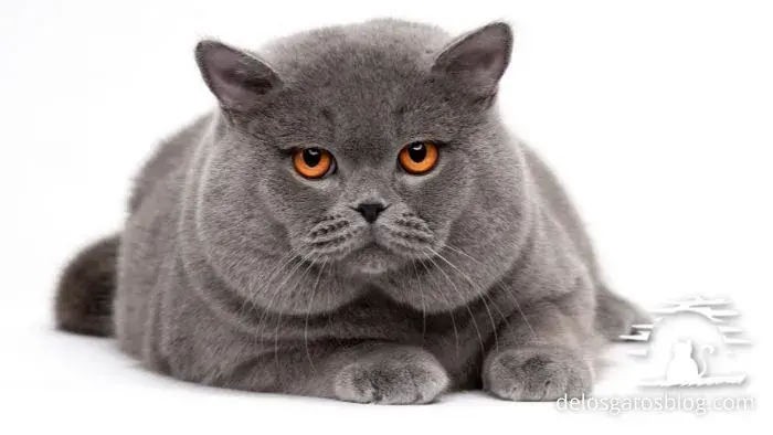 gato británico de pelo corto gris