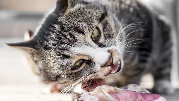 gato comiendo carne cruda