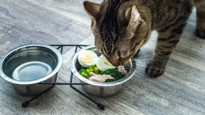 gato comiendo comida para humanos