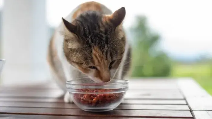 gato comiendo un preparado de comida casera para gatos