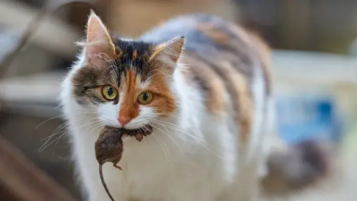 gato con un ratón en la boca