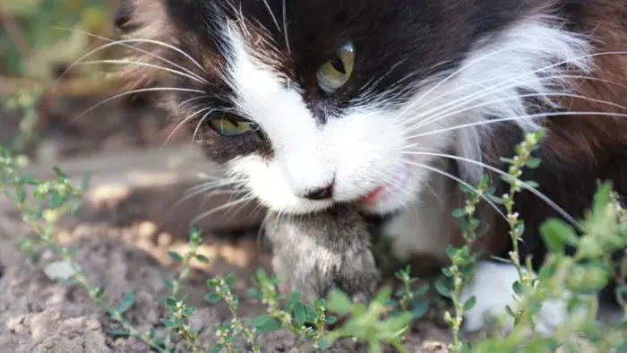 gato doméstico comiendo una presa cazada