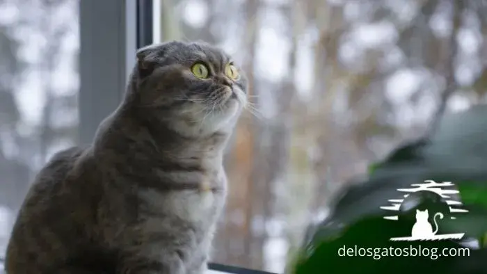 gato fold escocés scottish fold asombrado junto a una ventana