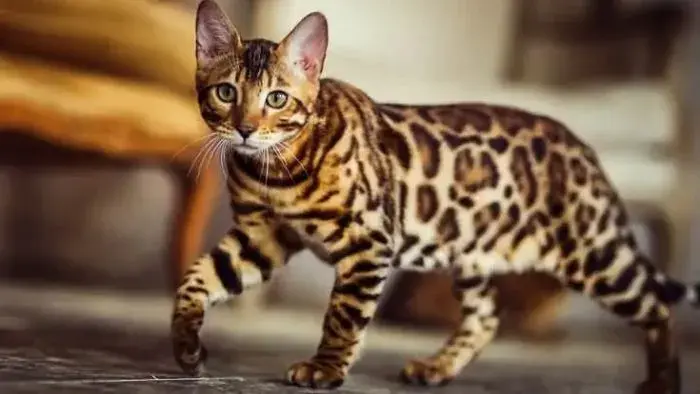 gato guardián Bengalí