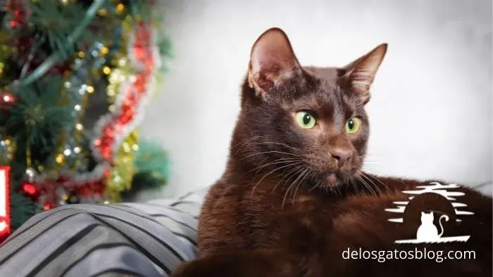 gato habana brown en navidad