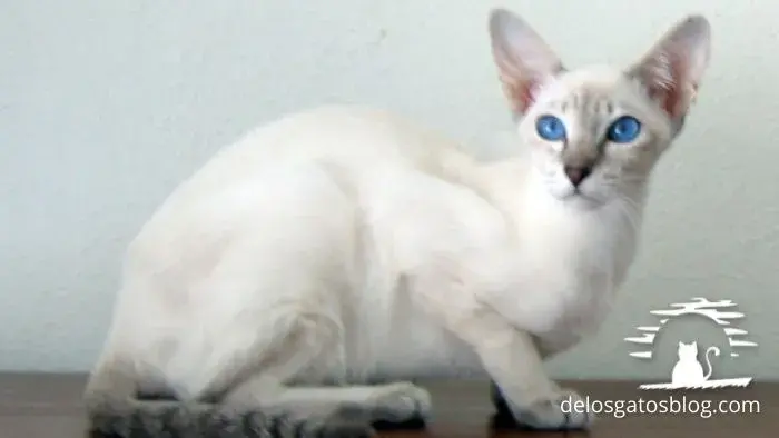 gato javanés con ojos azules