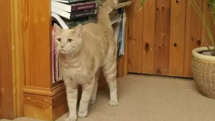 gato marcando con orina dentro de la casa