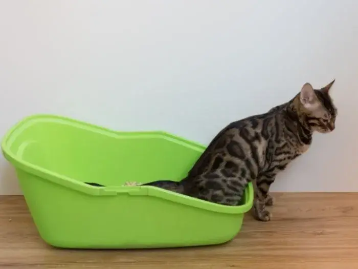 gato orinando abundantemente en su caja de arena