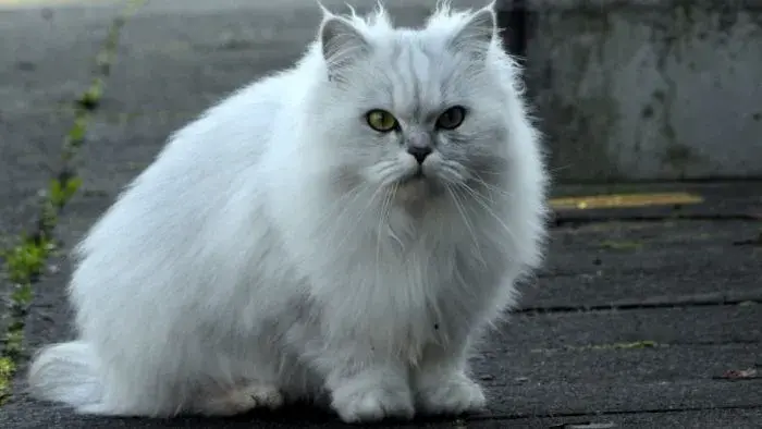 gato persa blanco