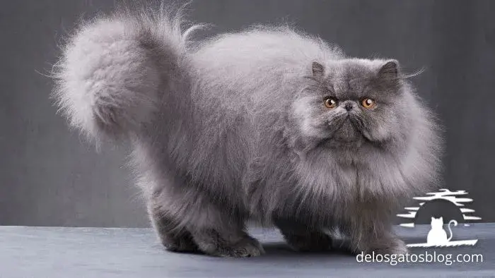 gato persa gris