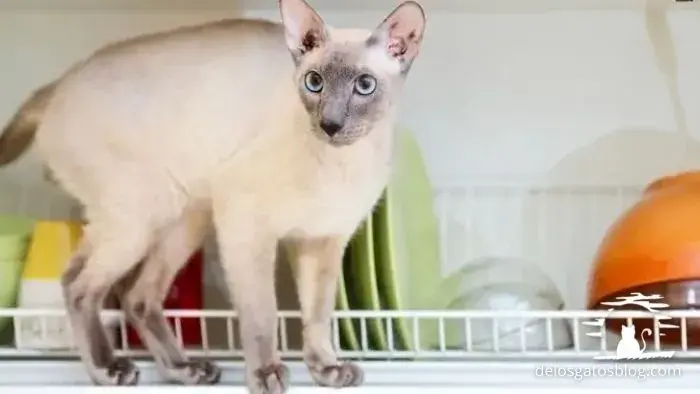 gato peterbald encima de la estufa