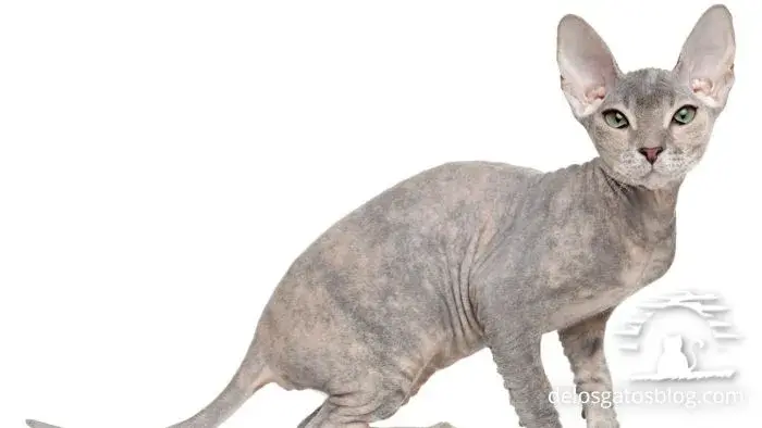 gato peterbald hipoalergénico sin pelo edad adulta