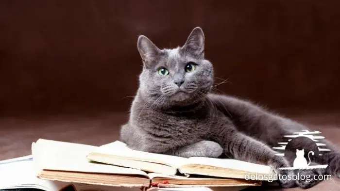 gato ruso azul ruso