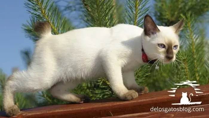 gato ruso mekong bobtail