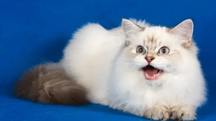 gato siberiano blanco