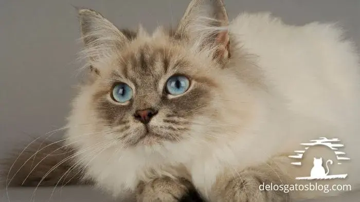 gato siberiano causa menos reacciones alérgicas