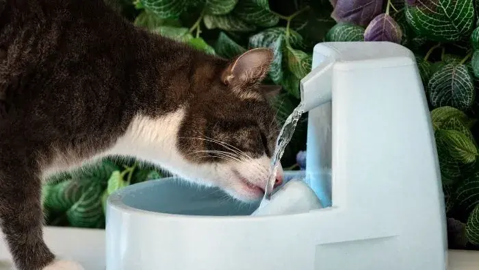 gato tomando agua de una fuente