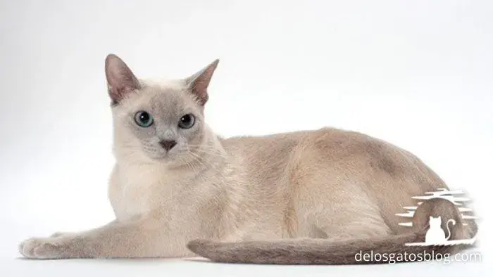 gato tonkinés también conoce azules