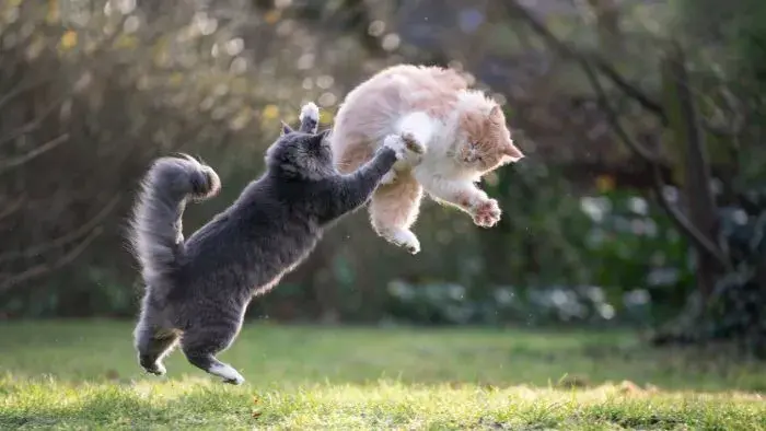 gatos mordiendo y arañando en una pelea