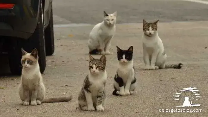 grupo de gatos callejeros