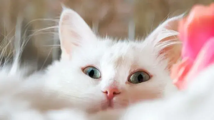 hermoso gatito Angora turco color blanco de ojos azules