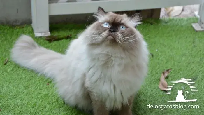himalayo gato juguetón con ojos azules