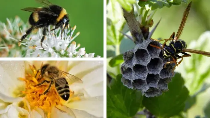 insectos que pican como abejas, abejorros y avispas
