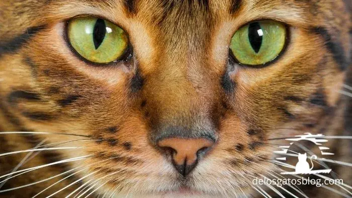 la cara de un gato toyger que parece un tigre