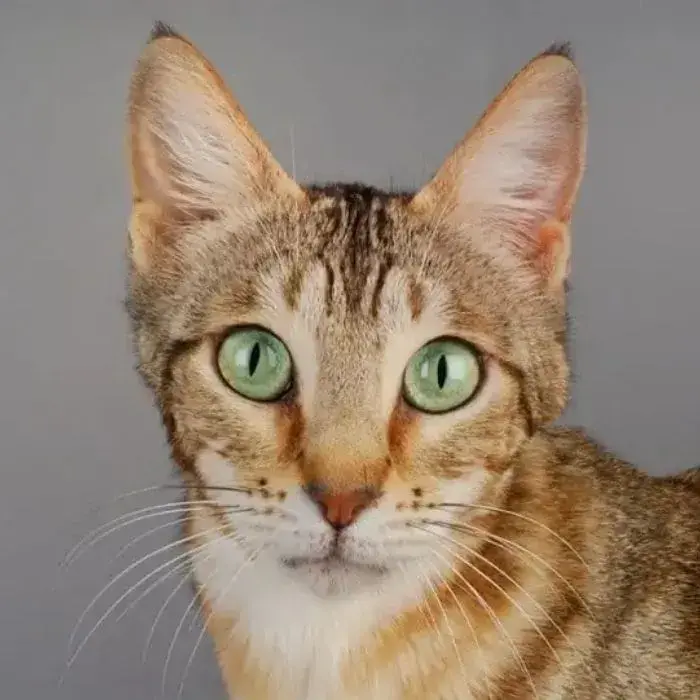la cara de un hermoso gato Sokoke