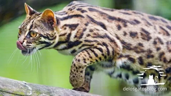 leopardo asiático